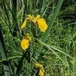 Iris pseudacorusFlower