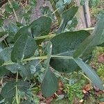 Eucalyptus camfieldii Leaf