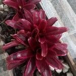 Neoregelia carolinae Листок