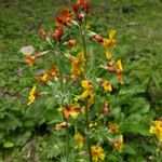 Primula chungensis Flower