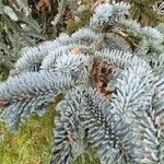 Abies procera Leaf