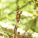 Monotropa hypopitysFruit