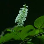 Aloysia virgata Kwiat