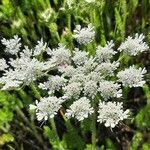 Daucus muricatus Květ