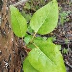 Populus balsamifera Blad