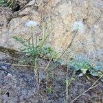 Allium saxatile Hábito