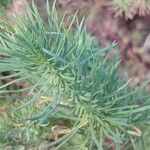 Euphorbia cyparissias Leaf