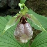 Cypripedium japonicum Flor