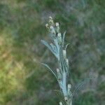 Gnaphalium sylvaticum Flower