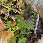 Chaerophyllum tainturieri Feuille