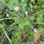 Geranium pyrenaicum عادت داشتن