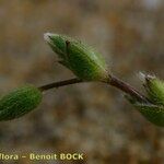 Cerastium diffusum Mbuma