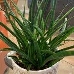 Dracaena stuckyi Blatt