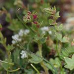 Saxifraga cernua Habit