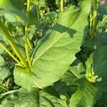 Silphium perfoliatum Feuille