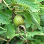 Rosa cinnamomea Fruit