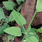 Rubia cordifolia 叶