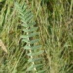 Astragalus alopecurus 葉