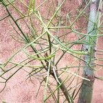 Euphorbia tirucalli ᱥᱟᱠᱟᱢ