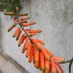 Aloe ciliaris फूल
