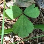 Coptis trifolia Hoja