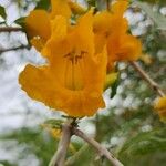 Tecomella undulata 花