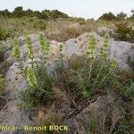 Sideritis fruticulosa Plante entière