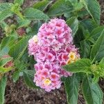 Lantana camaraKvět