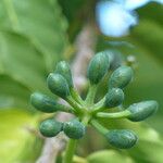 Cananga odorata Fruit