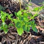 Stachytarpheta cayennensis Blad