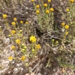 Santolina villosa Flor