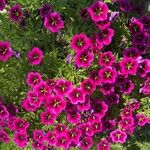 Calibrachoa parvifloraЦвят