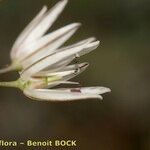 Allium moschatum Blomst