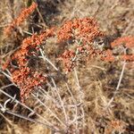 Eriogonum multiflorum Habit