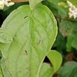 Cornus sanguinea Leaf