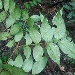 Inga gracilifolia Folla