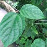 Clerodendrum thomsoniae Liść