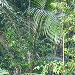 Oenocarpus bataua Leaf