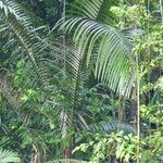 Oenocarpus bataua Leaf