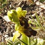 Ophrys lupercalis Mosusu