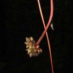 Psychotria densinervia Fruit