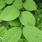 Rhodotypos scandens Leaf