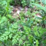 Chaerophyllum tainturieri Лист