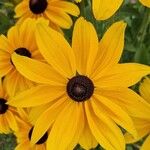 Rudbeckia fulgida花