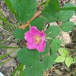 Rosa woodsii फूल