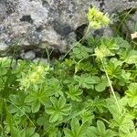 Potentilla nivalis Flower