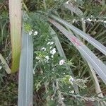 Lespedeza cuneata 花