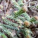 Hypericum ericoides Leaf