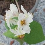 Sparrmannia africana പുഷ്പം