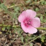 Althaea cannabina Blomst